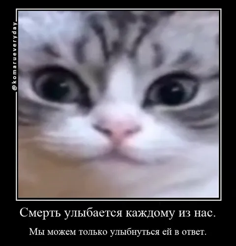 Кот, который улыбается смерти