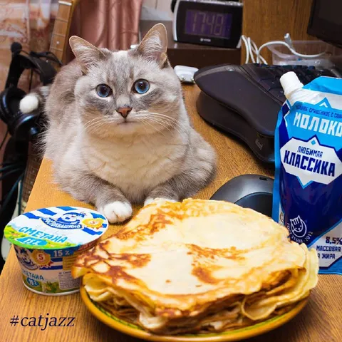 Кот ждёт блины со сметаной
