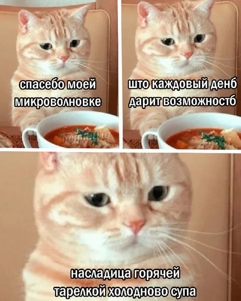 Кот благодарит микроволновку