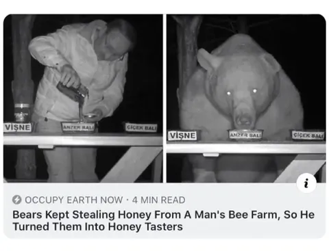 Bear Honey Taste Tester