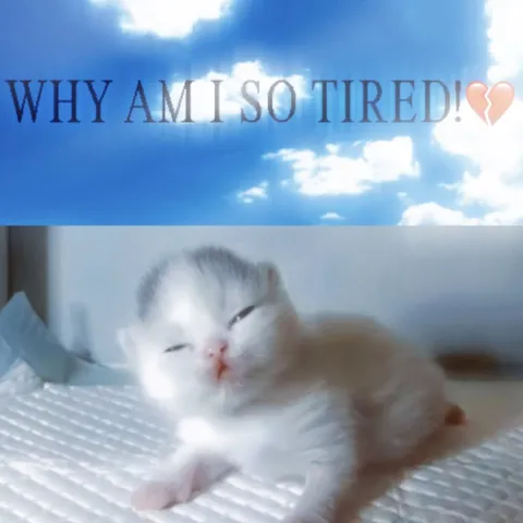 Why Am I So Tired Kitten