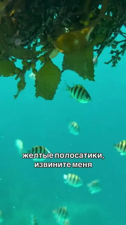 Жёлтые полосатики извиняются