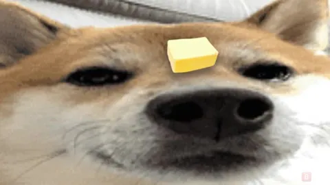 Butter Is Melting Dog