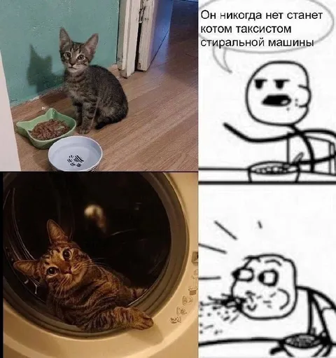 Кот-таксист стиральной машины