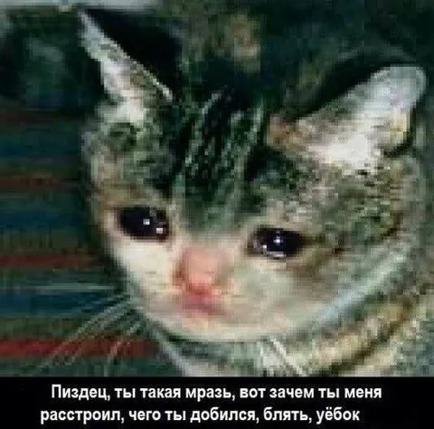 Плачущий кот с обвинением