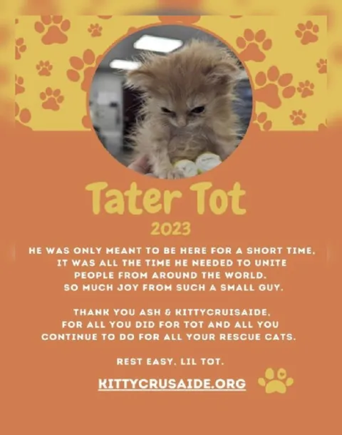 Tater Tot Memorial Cat Poster