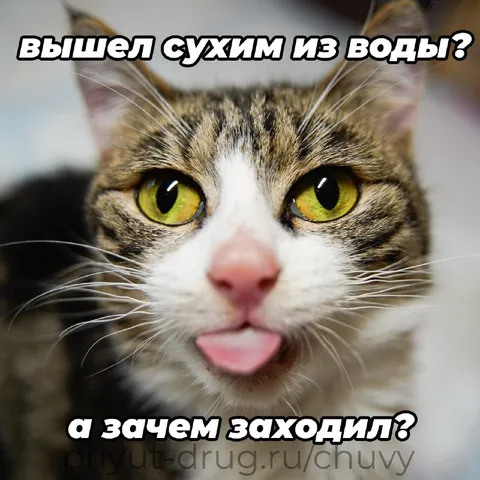 Вышел сухим из воды