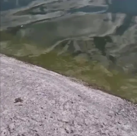 Dog Falls Into the Pond Credits