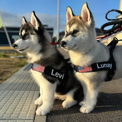 Levi and Lunay Huskies