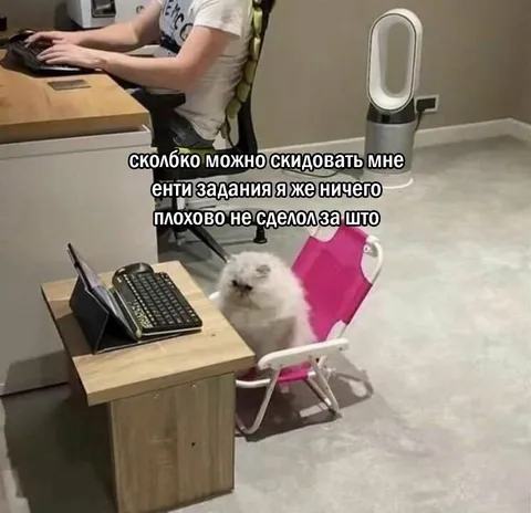 Кот просит не задавать задания
