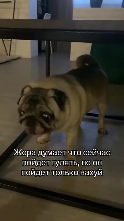Жора опять не пойдет гулять