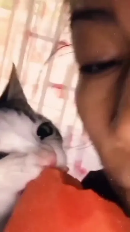Котёнок грызёт арбуз