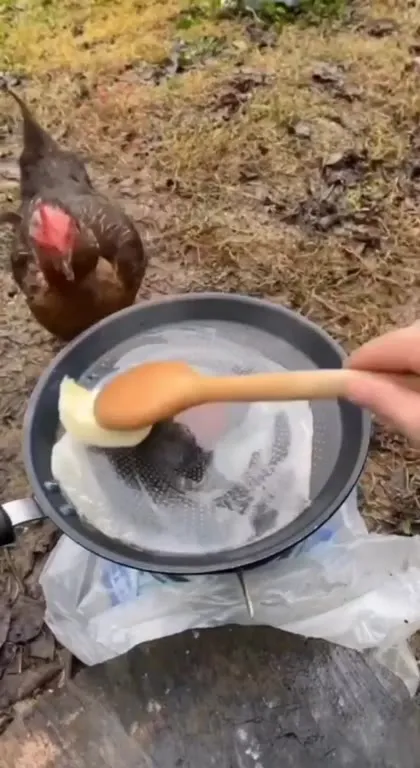 Курица защищает яйцо