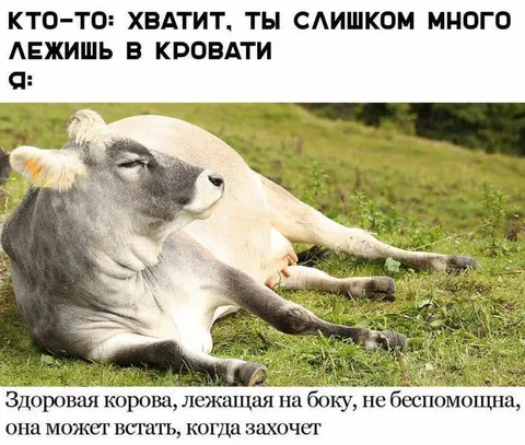 Корова тоже может лежать