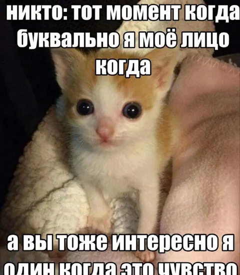 Котёнок с грустным лицом