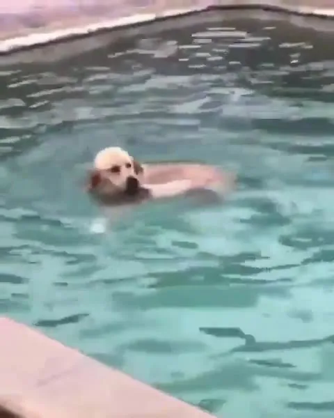 Собака создаёт ураган