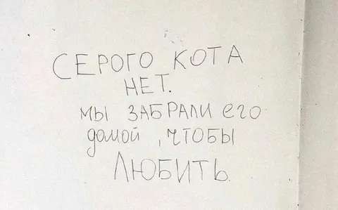 Мы забрали серого кота домой