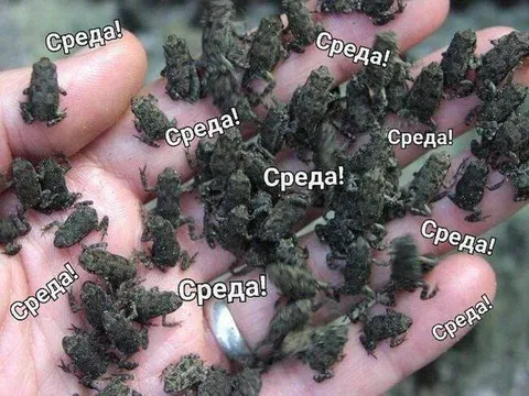 Лягушки кричат «Среда!»
