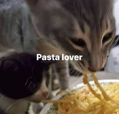 Pasta Lover Cat