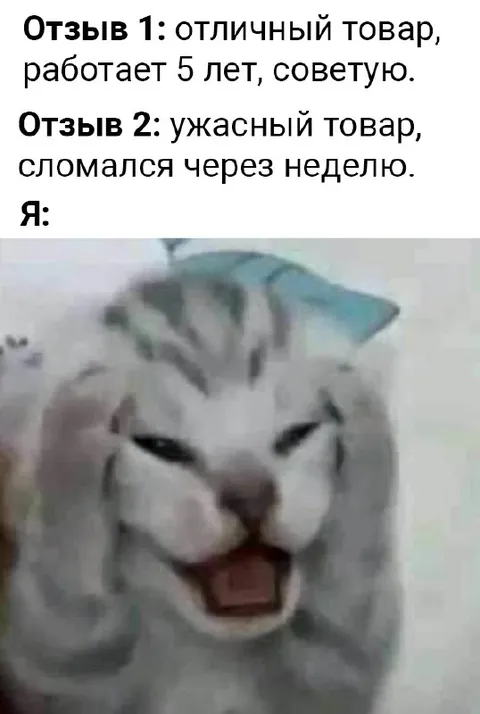 Кот читает противоречивые отзывы