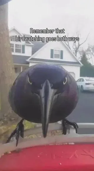 Birdwatching Goes Both Ways