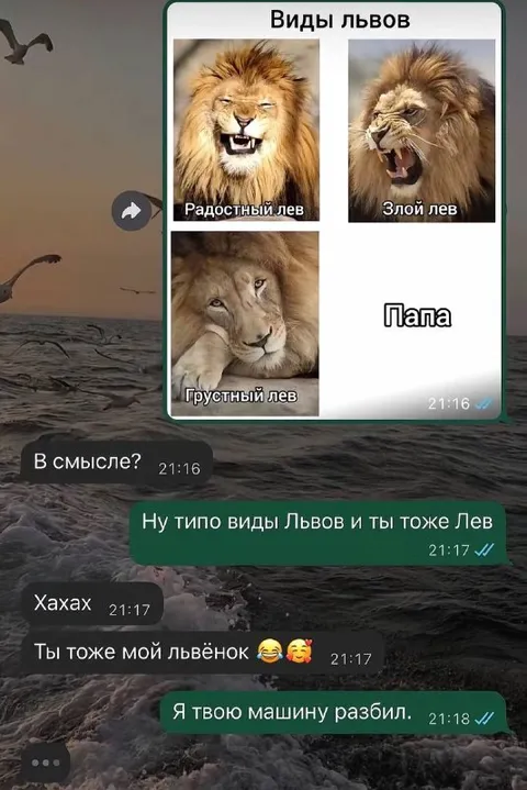 Виды львов и разбитая машина