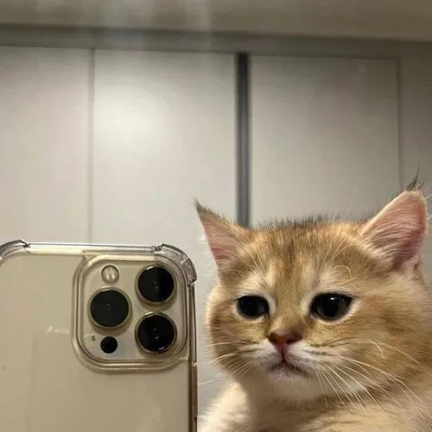 Милый котик смотрит в камеру