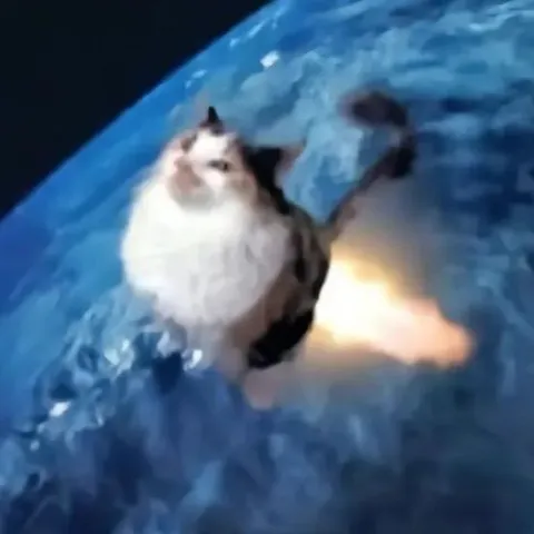 Кот на планете Земля