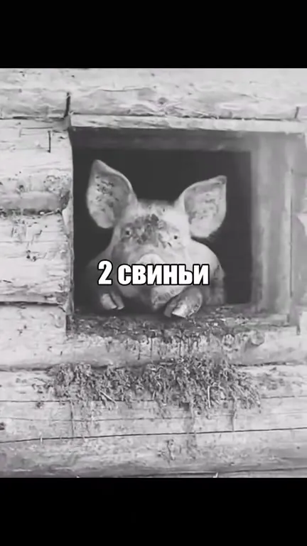 Две свиньи не смогли стать свиньёй