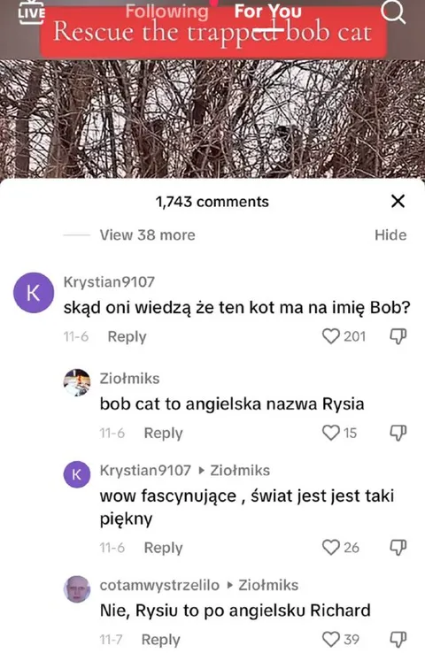 Bob cat po angielsku