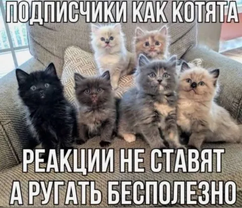 Подписчики как котята