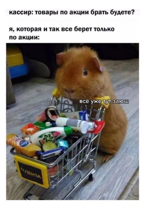 Хомяк закупился по акции