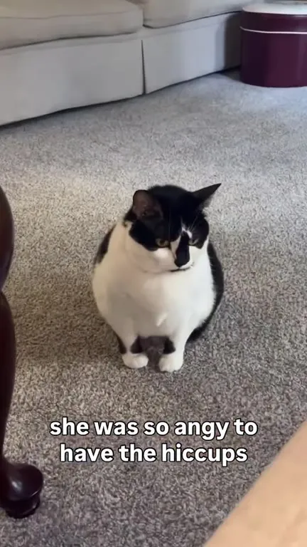 Angry Cat Has the Hiccups
