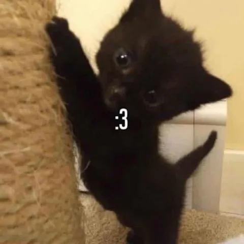 Cute Black Kitten :3