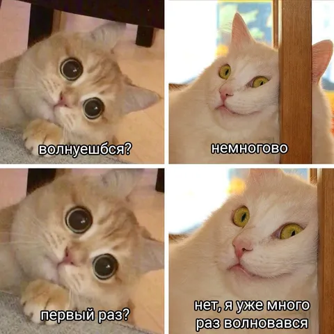 Коты обсуждают волнение