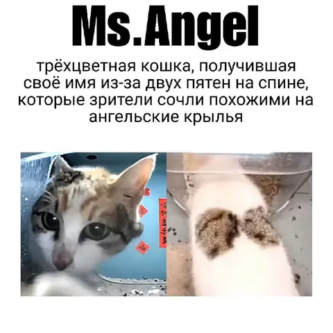 Кошка Ms.Angel с крыльями