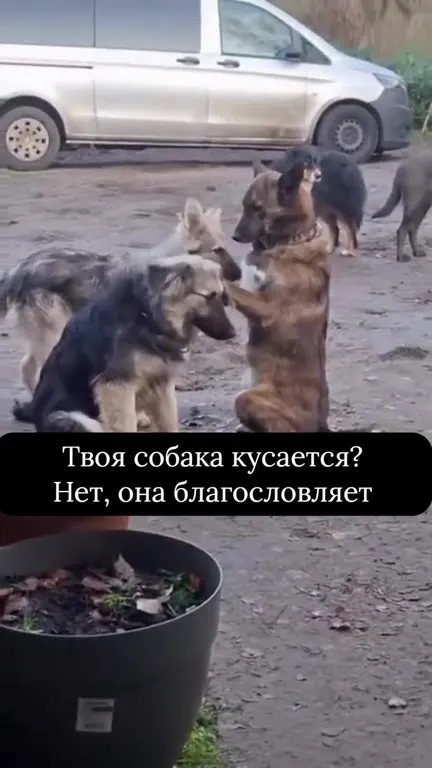 Собака благословляет друга