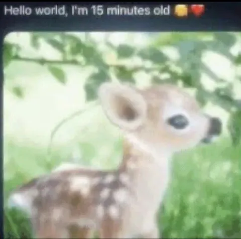 Fawn Says Hello World