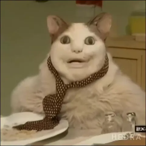Кот поёт за столом