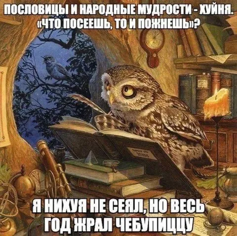 Сова и народная мудрость
