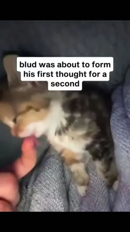 Kitten Has Its First Thought