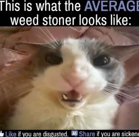 Average Weed Stoner Cat