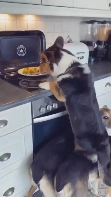 Corgi Fixes His Short Legs