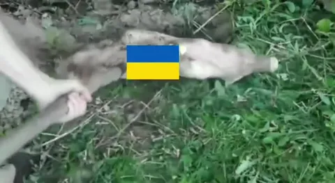 Украинский кабан исчезает в норе