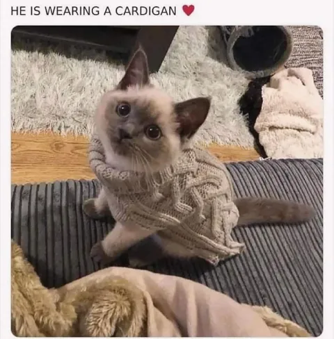Cat Wearing a Cardigan