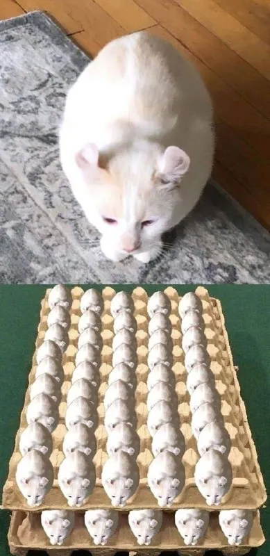 Кот как лоток яиц