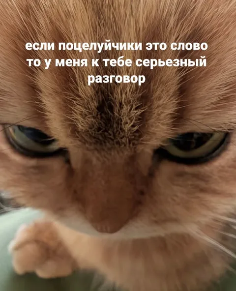 Кот для серьёзного разговора
