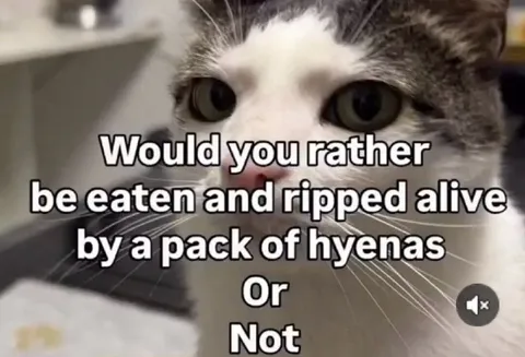 Cat Would You Rather Question