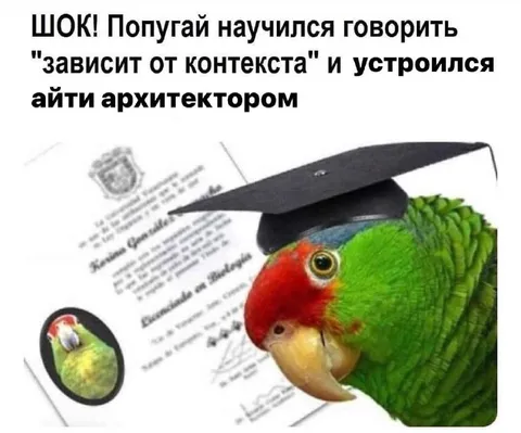 Попугай стал айти-архитектором