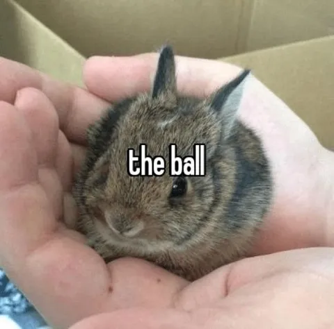Tiny Rabbit Is the Ball